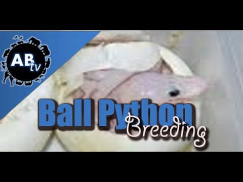 SnakeBytesTV - Ball Python Breeding