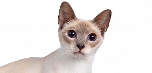 Lilac Pointed Siamese Cat Traits, Characteristics and Personality