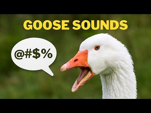 Goose Sound And Noises - Honking, Happy, Angry and Hissing Sounds