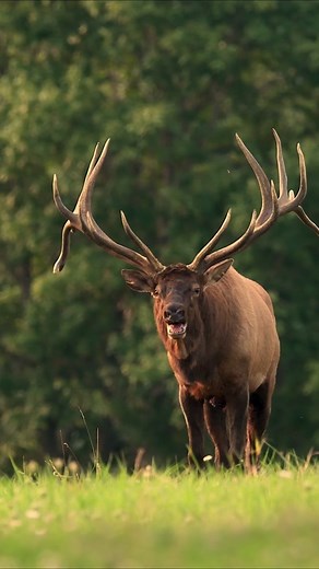 Bull Elk Bugling in Nature - Incredible Elk Rut Sounds