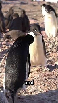 Adélie Penguin Facts You Never Knew!