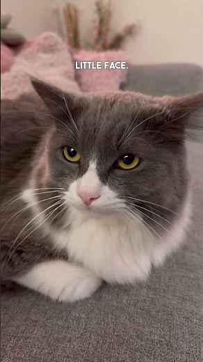 Cat Hissing Behavior Explained!