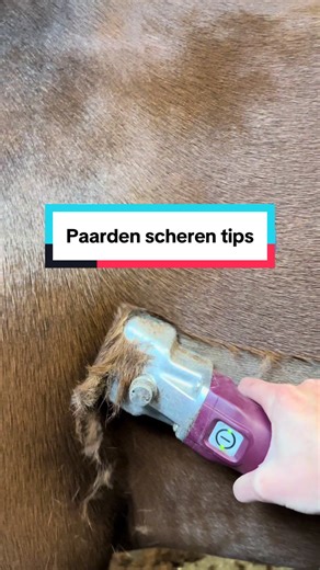 Paarden Scheren: Tips voor een Strak Resultaat