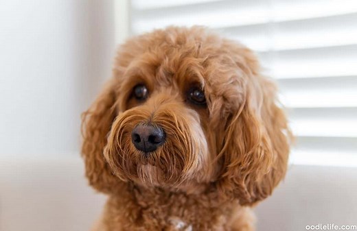 Cavapoo Generations Compared: F1 Vs F1b Vs F2 Cavapoos - OodleLife®
