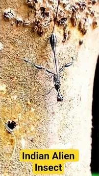 Indian Alien Insect