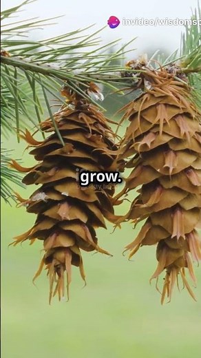 What Are Pine Cones 🌲 Nature's Seed Carriers Explained!