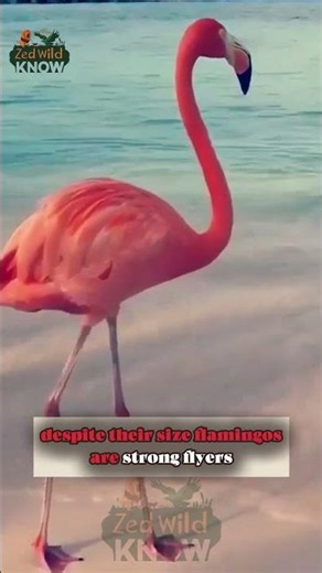 10 Facts About Flamingos Bird – Secrets of Flamingo Life Revealed