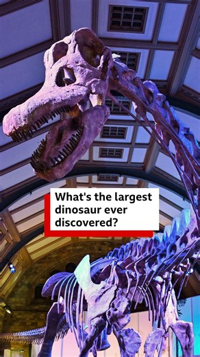 What's the largest dinosaur ever discovered? 🦕⁣ ⁣ In 2012, a shepherd in the Patagonia region of Argentina was looking for one of his sheep when he found a giant bone... ⁣ "Now, 90% of the time you go it's not a fossil, or it's a fossil but it's not really important. We weren't super, super excited when we heard the report. For almost a year. We didn't have time to go and check," says Dr Diego Pol, a palaeontologist who led the dig.⁣ ⁣ Dr Pol's team from the Museum of Paleontology Egidio Ferugl