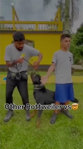 Aggression of my Rottweiler | candy | #shorts #rottweiler #dogshorts #dog