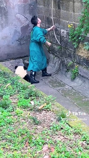 Carrying a Giant Panda to Wash His Ass