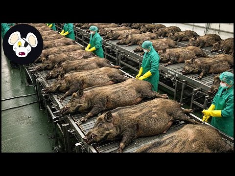 How Millions of Wild Boars Are Trapped & Processed – Massive Wild Boar Farming For Meat