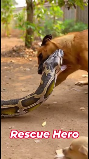Mother Dog Collides Full Speed to Stop Python and Save Her Puppy