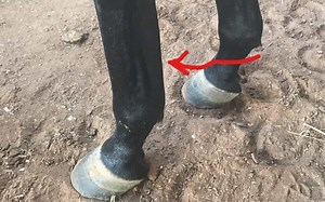 DMSO For Horses? Uses, Benefits, And Risks