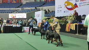 362K views · 10K reactions | #rottweiler #dog #dogshow #ilovemyjob Rottweiler For Winner's Dog / CAC Dog @ Philippine Circuit DOG Show ( Open Class / Intermediate Class / Junior Class & Puppy Class Winner's Battle For Winner's Dog ) Heizhen K9 Training Service / Dog Training/Trainer, Breeding and Whelping | Heizhen K9 Training Service, Dog Trainer & Dog Show Handler | Facebook