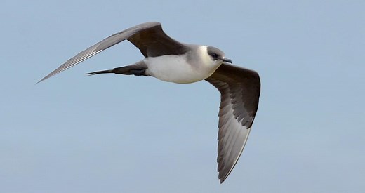 Parasitic Jaeger Identification, All About Birds, Cornell Lab of Ornithology