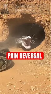 Python vs. Porcupine: Epic Fail! 🐍🤕 Spines Strike Back !| Pitón vs. Puercoespín #wildlife #viral