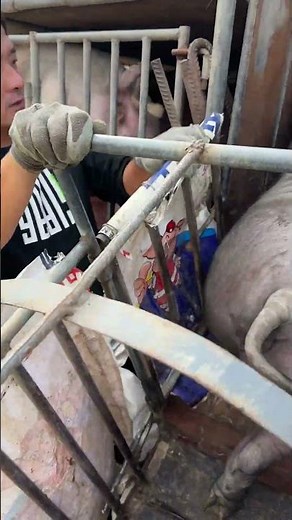 I Safely Loaded a Pig onto a Truck in JUST 10 Minutes | For Education Only