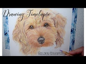 Gold Cavapoo Drawing // COLOURED PENCIL TIMELAPSE