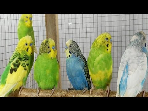 12 Hours of Happy Parakeet Sounds 🐦🎶 | Budgies Singing & Chirping for Joy & Relaxation