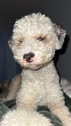 A lot changed in her colour (😭) and her haircut. Mommy ain’t got time for that sh*t 🤣 #oneononegrooming #grooming #yeggrooming #sherwoodparkgrooming #smallbusiness doglyness doglynessfam Imortelle lipa oats artero GEM standardpoodle spoo poodle maltipoo havapoo cockapoo goldendoodle doodle doodlegrooming yegdoodles sherwoodparkdoodles bernedoodle bernadoodle bernedoodlegrooming bernadoodlegrooming | C&O Dog Grooming