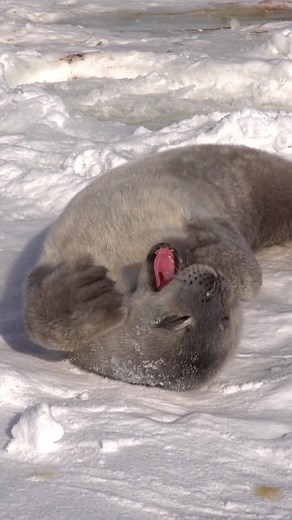 Discover the Fascinating Animals of Antarctica