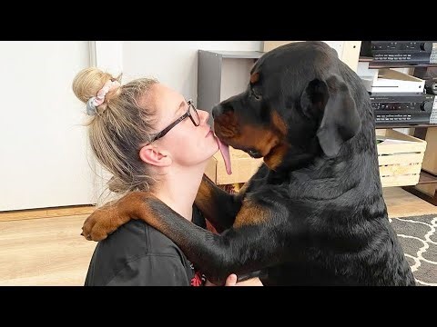 This 115-Pound Dog Just Wants to Be Held Like a Baby Boy