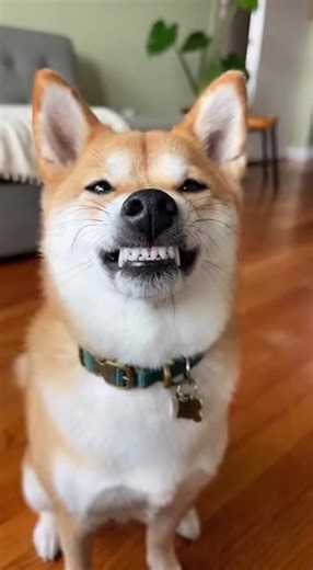 Is he smiling or gonna bite I cannot tell The guilty grin He is innocent look at those pearly whites #DogSmile #SubmissiveGrin #Guilty #Weird | Pawsome Pals Playground