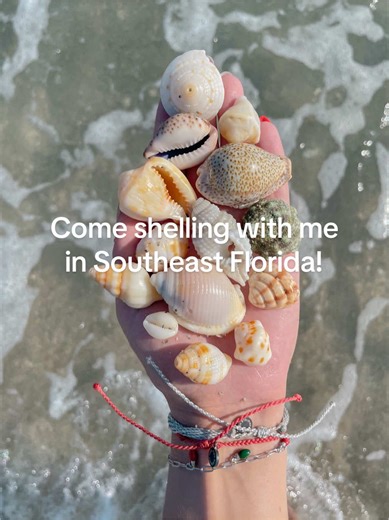 Two helmets, three cowries and so much more!! Southeast Florida I love you 🩵🐚 . . . . . #shelling #beachcomber #seashells #beachcombing #beachfinds