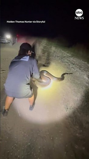 Massive Burmese python captured in Florida
