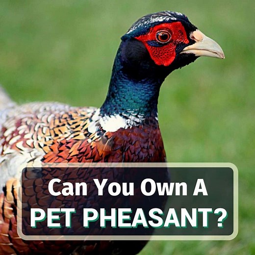 Is Keeping Pet Pheasants A Good Idea? Yes, No Or Maybe?