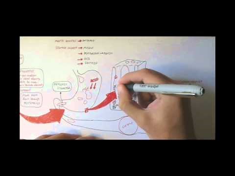 Digestive System Physiology Overview