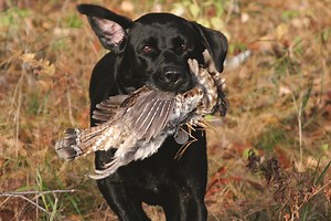 The Best Dogs for Grouse Hunting - Game & Fish