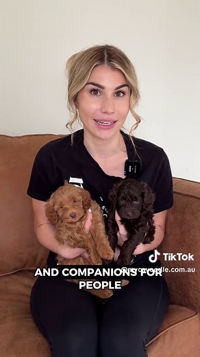 What is a Cavoodle? Everything You Need to Know