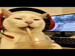 funniest cats of all time compilation | try not to laugh