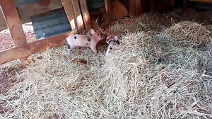 117K views · 5.9K reactions | Sunday Smiles   | Barnyard Betty's Rescue | Facebook