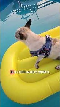 Chihuahua Facts 🐶 Their Personality Explained!