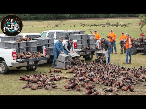 Shocking ! How Do Us Farmers Raise And Release 10 Million Pheasants Into The Wild?