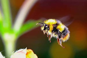 16 Types of Bees With Pictures - ProGardenTips