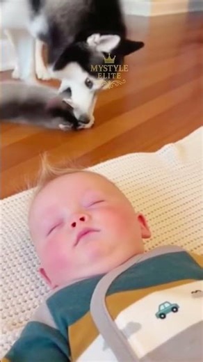 😱 Puppy Tries to Wake Up Baby… Mom Husky Says NOPE 😂