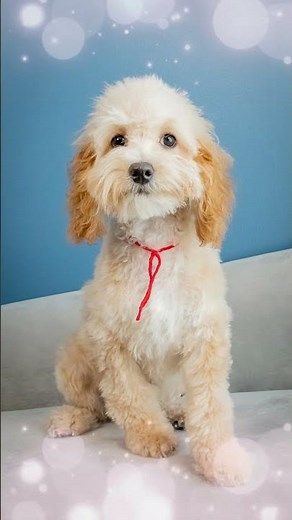 Adopt a Cockapoo at Deaz Doodle Ranch