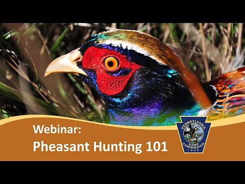 Pheasant Hunting 101