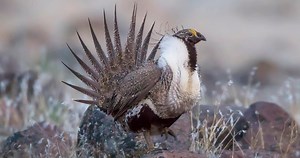 Greater Sage-Grouse Sounds, All About Birds, Cornell Lab of Ornithology