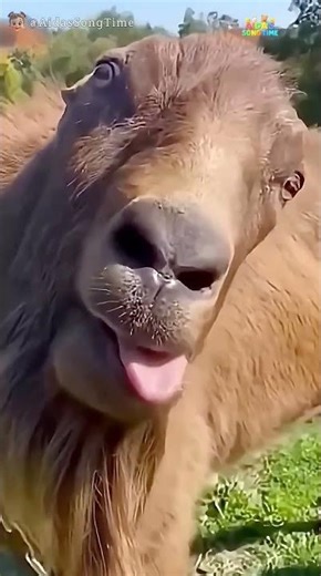 The Cutest Baby Laugh Ever — One Smile Freezes the Moment 😍😂 #AdorableMoment #CuteBaby #FunnyShorts