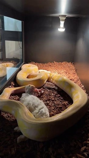 My Reticulated Python Swallows A Huge Rabbit! 🐇🐍 #python #snake #reptile