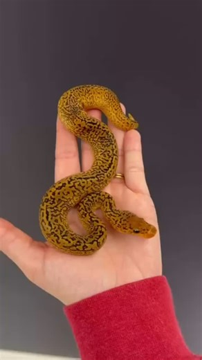 @jkobylka shows off an amazing looking monsoon clown ball python! 💛🔥 TRR is made possible by @rodentpro #ballpython #pythonregius #royalpython #ballpythonmorph #python #snake #reptile #reptilepets #reptilefanatics #herpetology #herpetoculture #thereptilereport #thereptilereportofficial | The Reptile Report