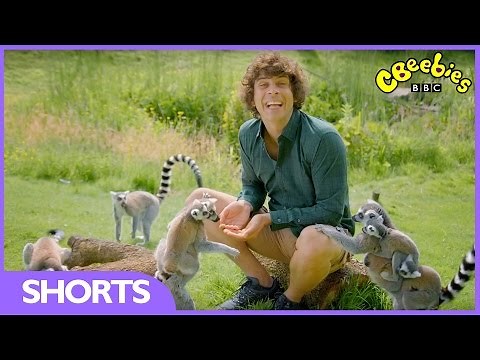 CBeebies | Andy's Baby Animals | Baby Lemurs catch a ride!