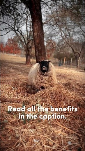Benefits of Sheep Wool in the Garden