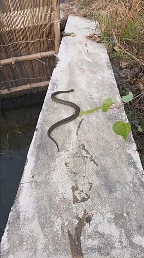 👉 Shocking Movement of a Snake | Unexpected Behavior #snakevideo #naturelovers #venomouscreatures