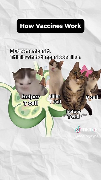 Please share this to help more people understand how vaccines actually work #medicalmemes #medicalstudent #immunology #helpertcell #bcell