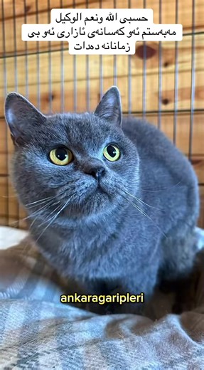 ‏#animal #animals #cat #fly #hawlerakam